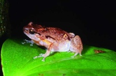 image of animal