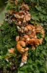 image of hen_of_the_woods