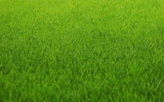 image of grass