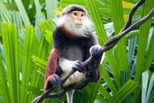 image of langur