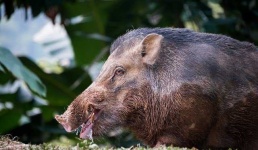 image of animal