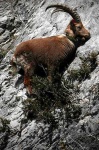 image of ibex