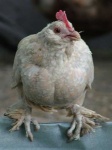 image of hen