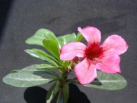 image of flower