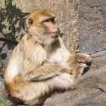 image of macaque