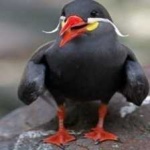 image of bird