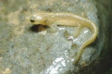 image of common_newt #11