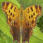 image of animal