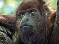 image of howler_monkey