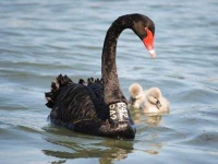 image of swan
