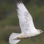 image of bird