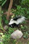 image of skunk