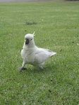 image of sulphur_crested_cockatoo #29