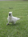 image of sulphur_crested_cockatoo
