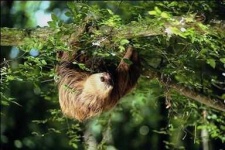image of three_toed_sloth