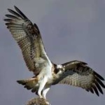 image of bird
