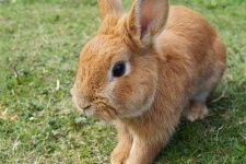 image of animal
