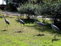 image of crane