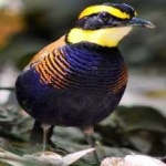 image of bird
