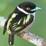 image of bird