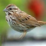 image of bird