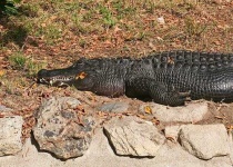 image of american_alligator