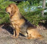 image of bloodhound
