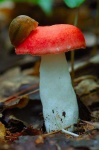 image of bolete