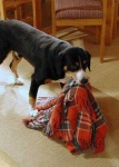 image of entlebucher
