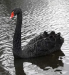 image of black_swan