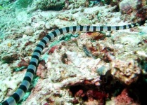 image of sea_snake