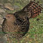 image of bird