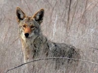 image of red_wolf