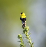 image of goldfinch #25