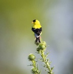 image of goldfinch