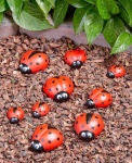 image of ladybugs #53