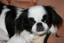image of animal