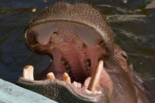 image of hippopotamus