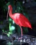 image of ibis