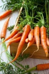 image of carrot