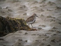 image of red_backed_sandpiper