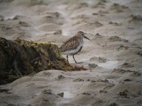 image of red_backed_sandpiper #31