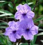 image of mexican_petunia #24