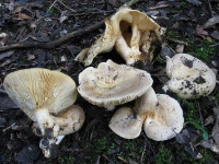 image of mushrooms