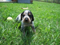 image of bluetick