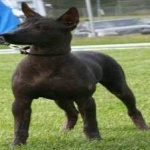 image of animal