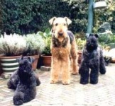 image of kerry_blue_terrier