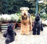 image of kerry_blue_terrier #23