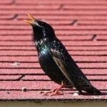 image of bird