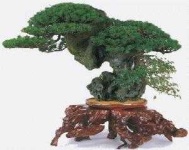 image of bonsai #34